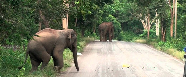 Из-за отлова диких слонов их длительность жизни сократилась