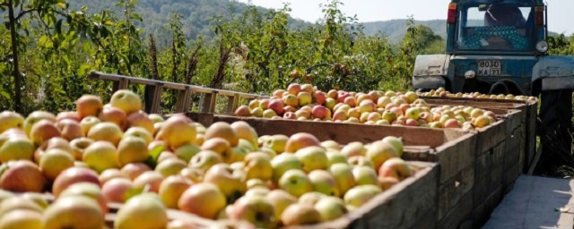 В Адыгее ожидается рост урожая яблок на 16%