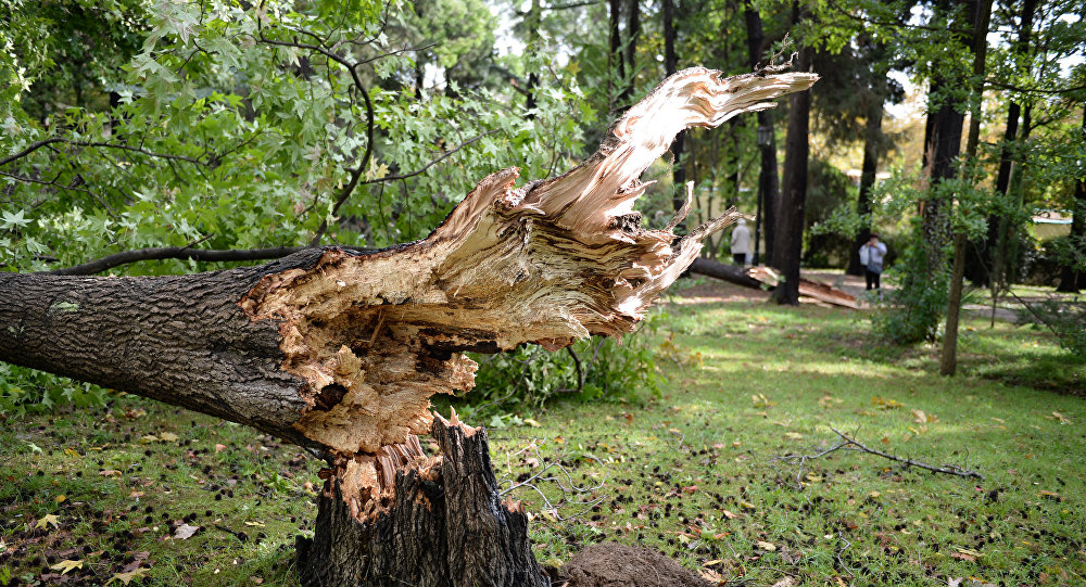 В Петербурге ветер повалил более 120 деревьев