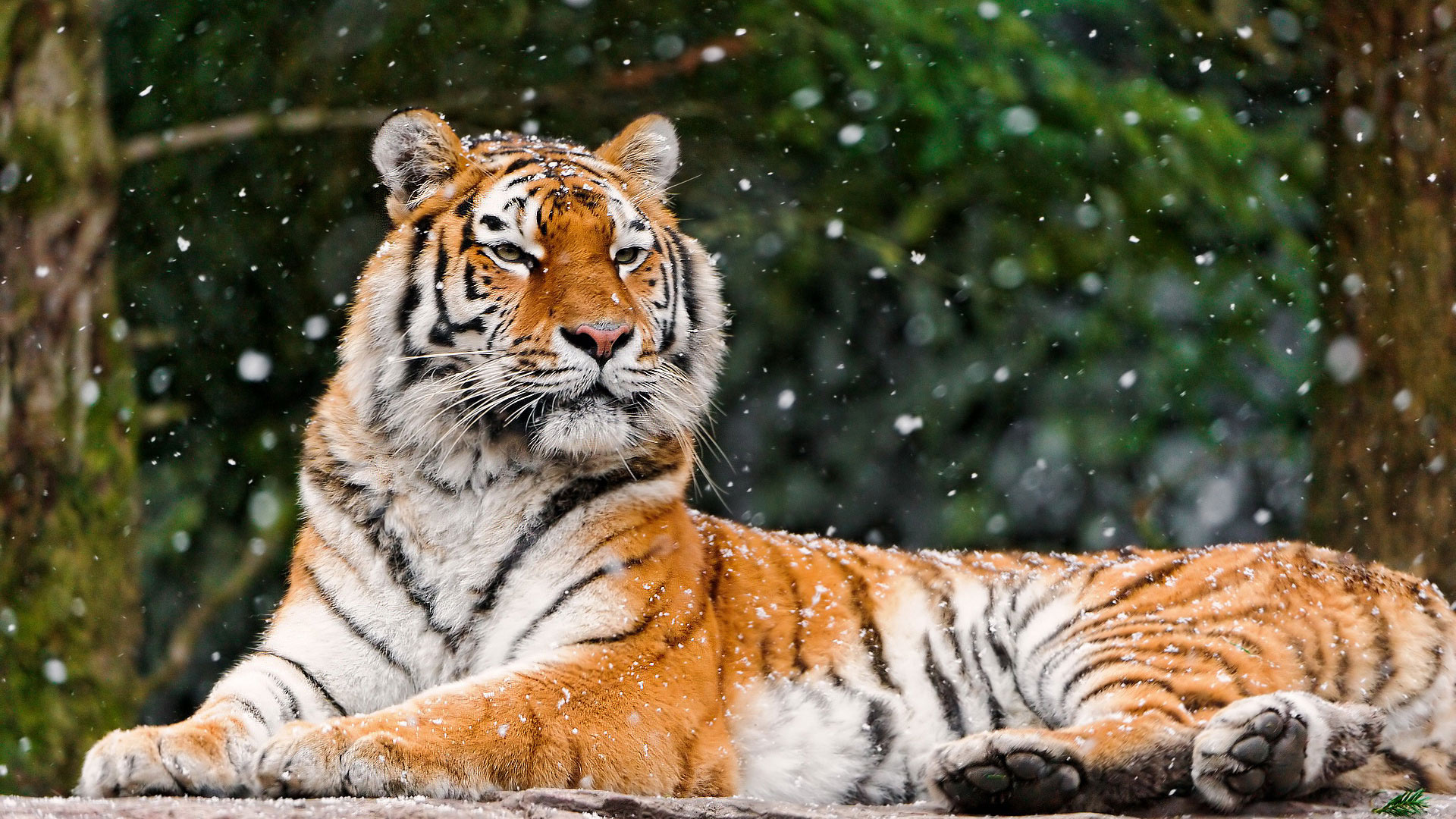 В Приморском крае заложили первый камень парка для амурских тигров