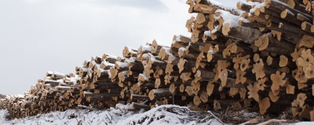 В Томской области спиленное дерево убило «черного лесоруба»