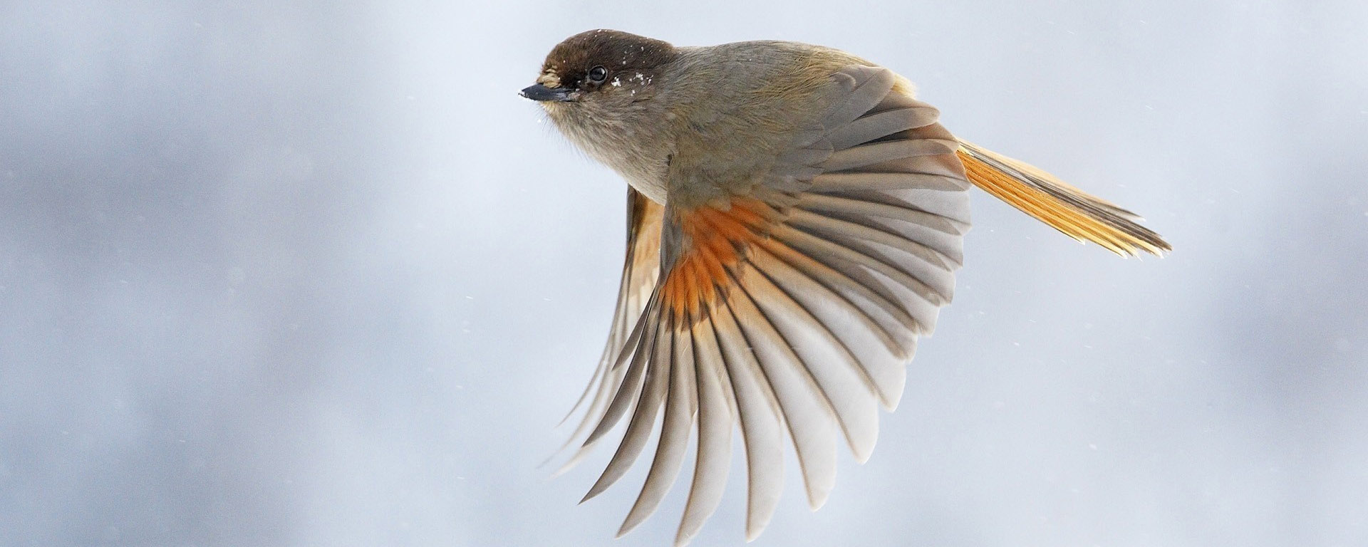 Ученые создали симуляцию, позволяющую увидеть мир глазами птиц