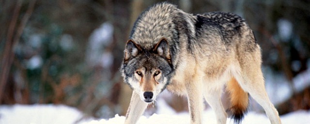 В одном из парков Челябинска на ребенка напал волк