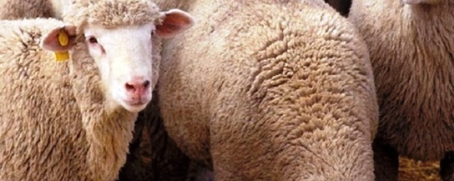 В Калмыкии у фермера похитили 42 овцы