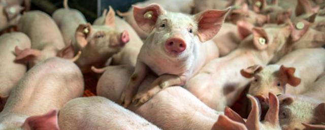 В Бурятию завезена зараженная африканской чумой свиней колбаса
