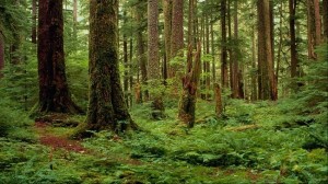 Восстановление лесов Нижний Новгород