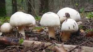 Шампиньоны грибы профилактика рака