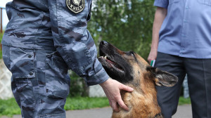 полицейская собака