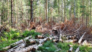 Дзержинск компенсация за вырубку леса