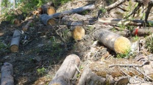 Вырубка леса