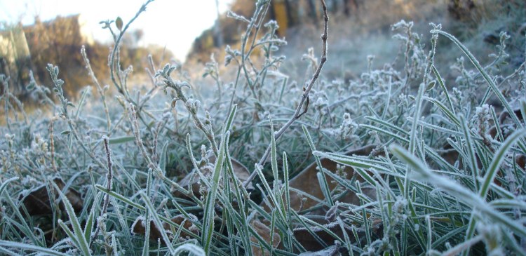 В Ростовской области в ночь на 17 сентября ожидаются первые заморозки