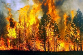 В Пожарском и Дальнереченском муниципалитетах Приморья ввели особый противопожарный режим