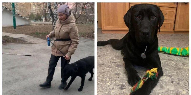 В Новосибирске хозяйка собаки-поводыря, убитой в троллейбусе током, получила нового четвероногого помощника