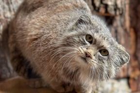 The Leningrad Zoo explained the disappearance of Shu the Pallas' Pallas' cat from social media