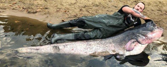 Рекордный 100-килограммовый сом выловлен в Польше