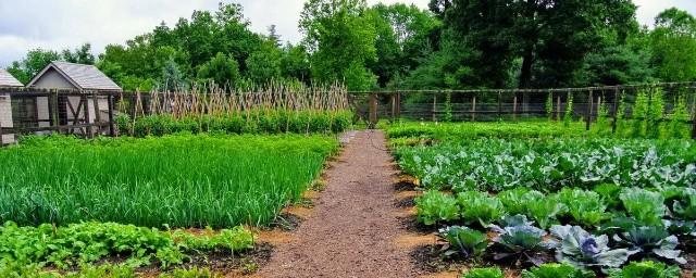 Хабаровские садоводы и огородники смогут вернуть деньги за обустройство участков