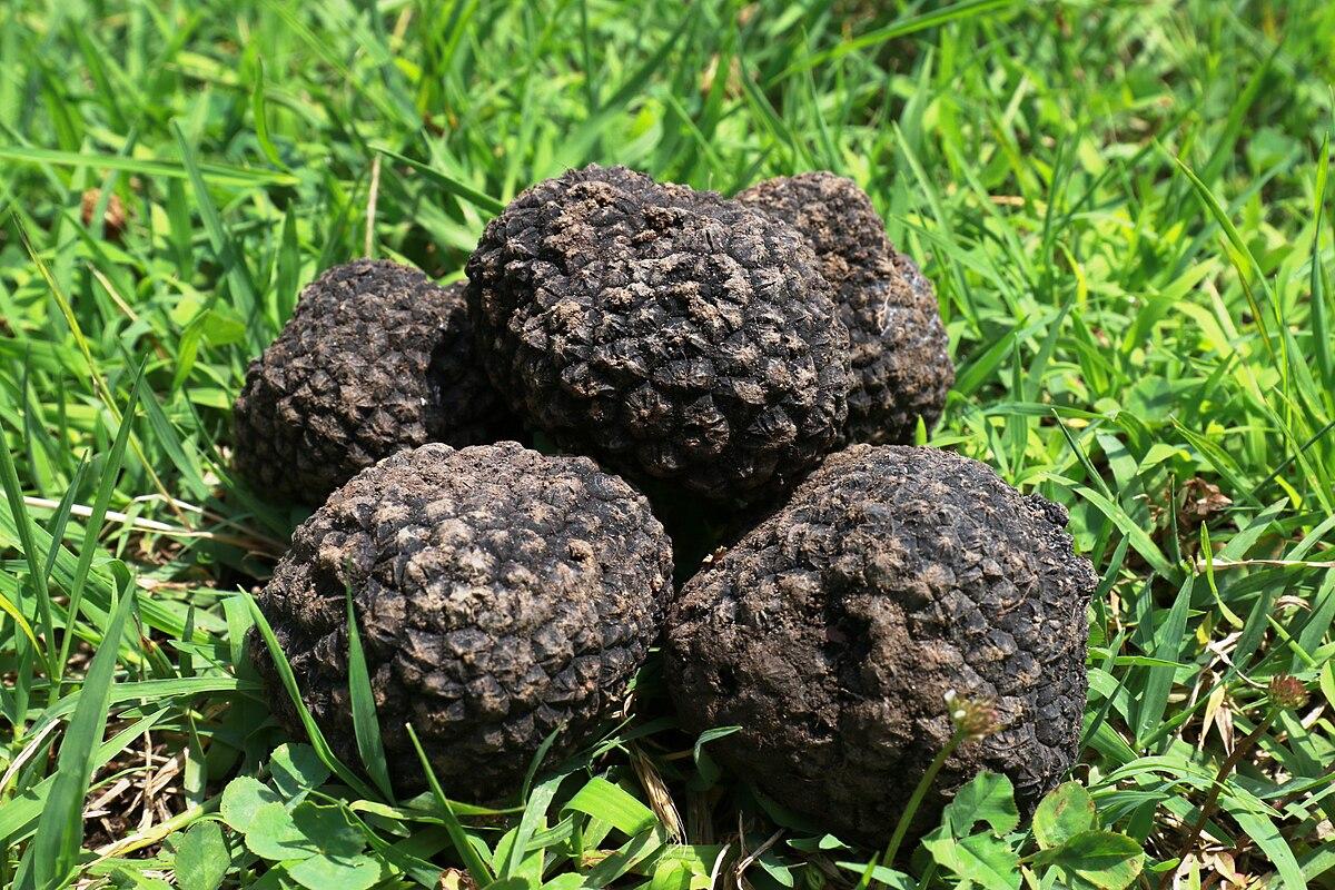 Сбор этих грибов может обойтись в миллион рублей