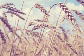 В Тимирязевской академии вывели на 26% более урожайный сорт пшеницы с фиолетовым зерном