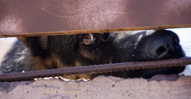 В Азовском районе Ростовской области ввели карантин из-за бешенства дворовой собаки
