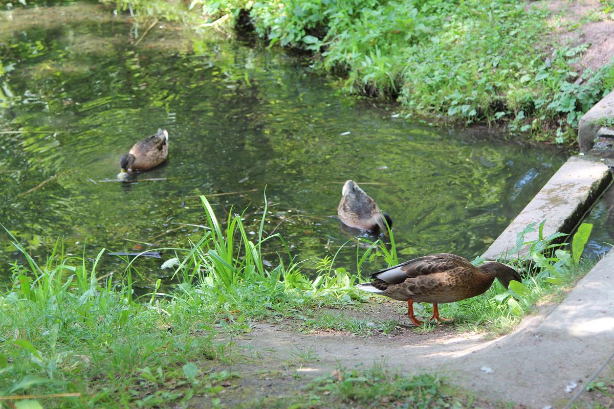 Единственная птицеферма в Севастополе получила 5 млн рублей господдержки