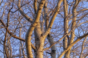 Дачникам напомнили, какие штрафы грозят за незаконную вырубку деревьев