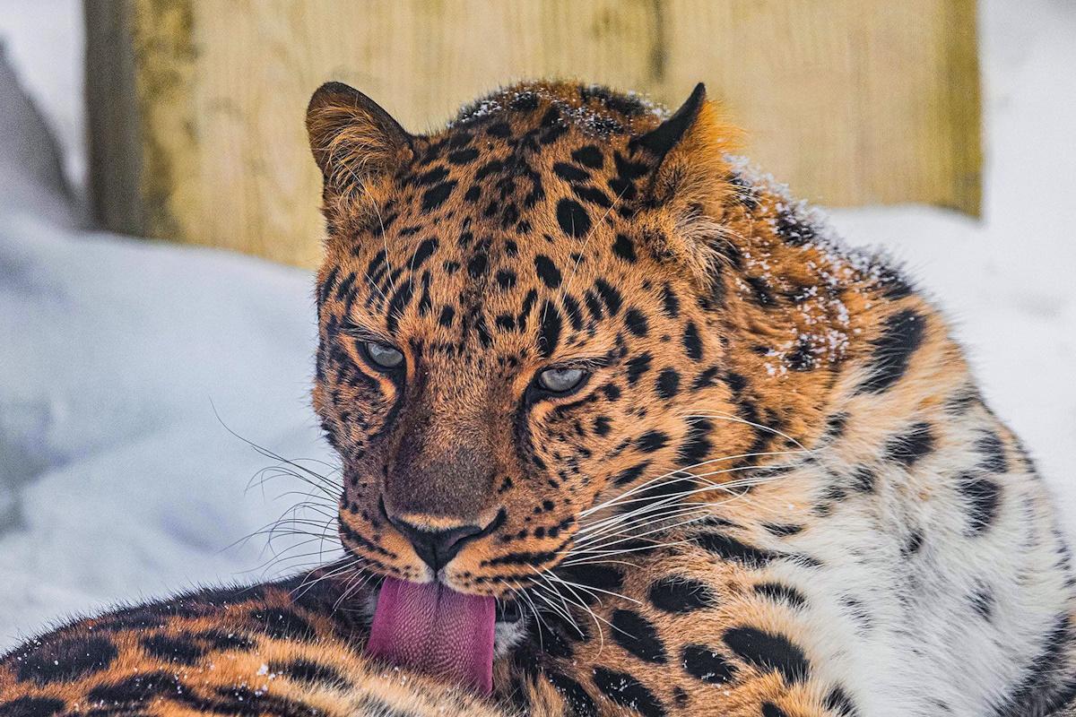 Проект Московского зоопарка онлайн-трансляций набирает популярность в регионах России