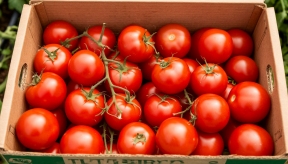 Из Узбекистана в Новосибирскую область пытались ввезти 18 тонн помидоров с опасным вирусом