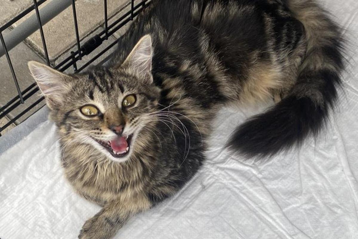 Автостопом с котом: вологжанин преодолел путь от Москвы до Владивостока за 8 тысяч рублей