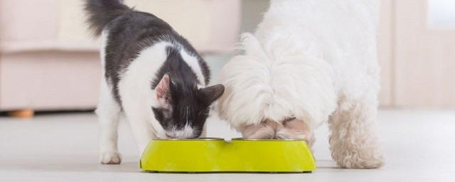 Ветеринар Князьков предостерег от частой смены брендов кормов для домашних животных