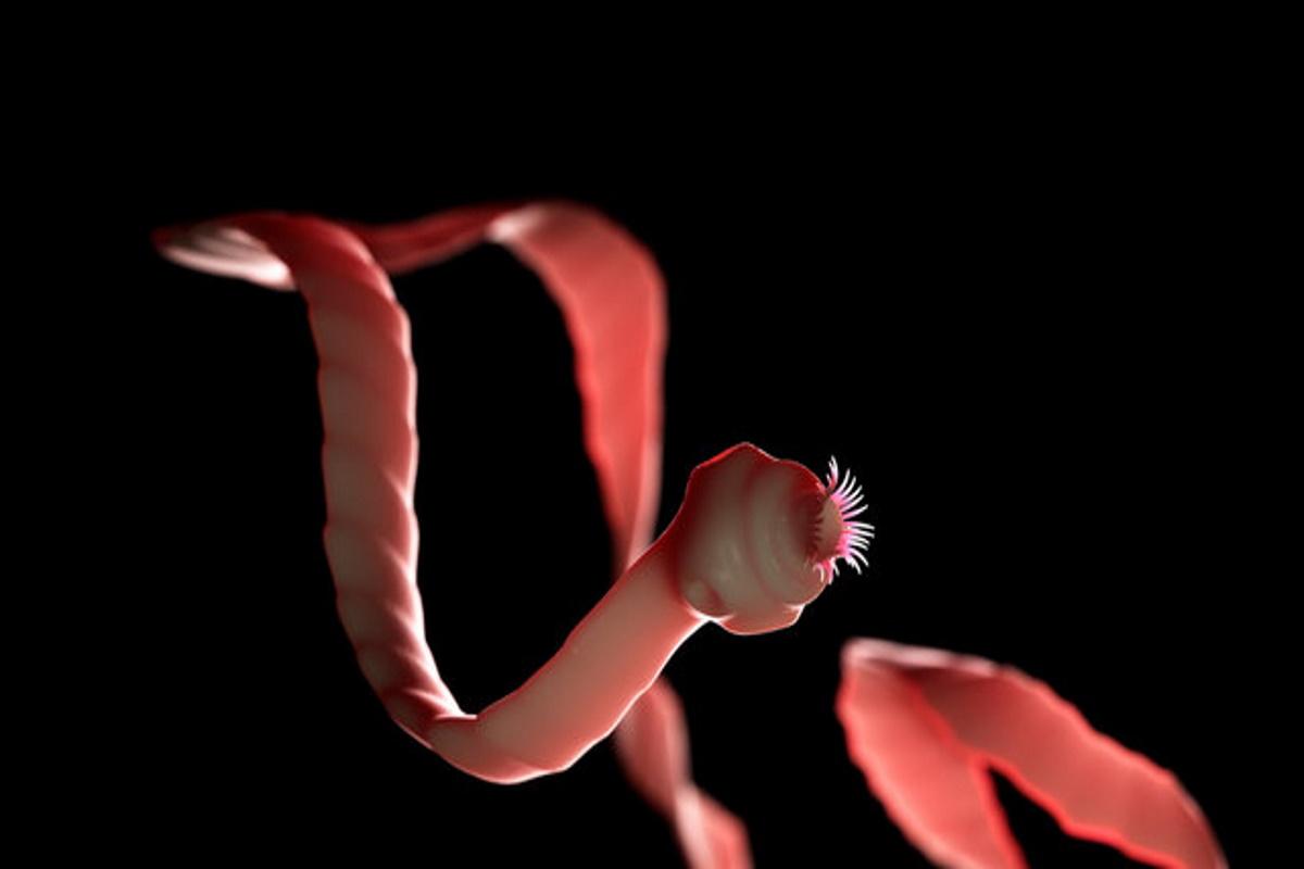 Scientists have created a robot similar to a tapeworm to diagnose and deliver drugs into the body