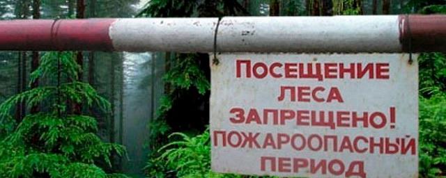 В Тюменской области ввели запрет на посещение лесов