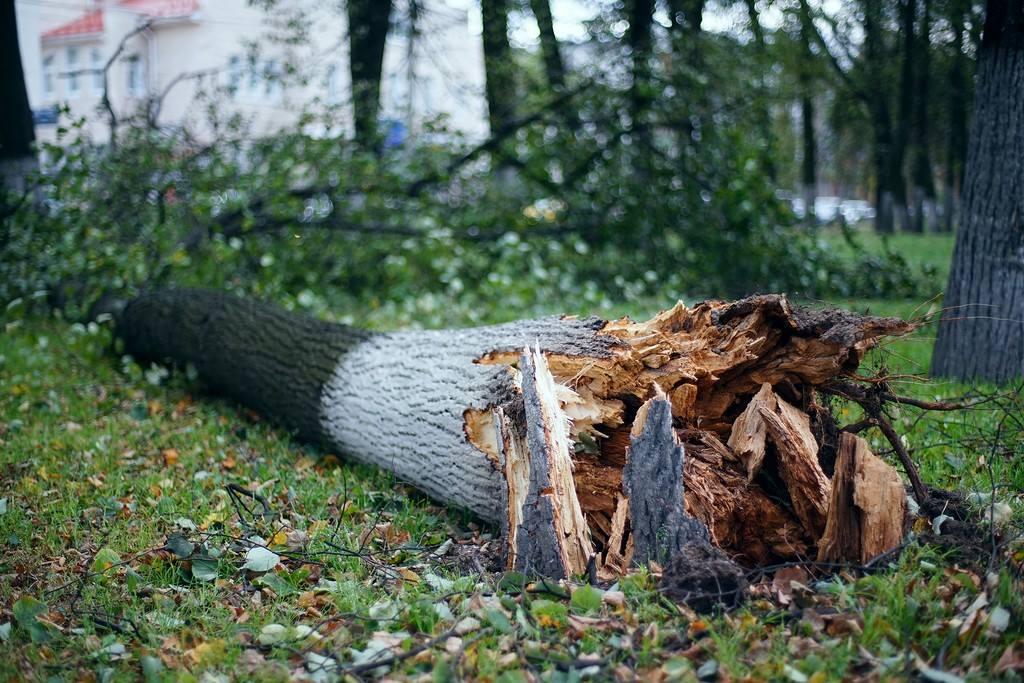 Дерево засохнуло пять. Поваленное дерево. Поваленное дерево в лесу. Упавшее дерево в лесу. Сломанное дерево.