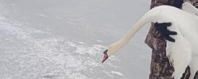 В Астраханской области спасли истощенного лебедя со сломанным крылом