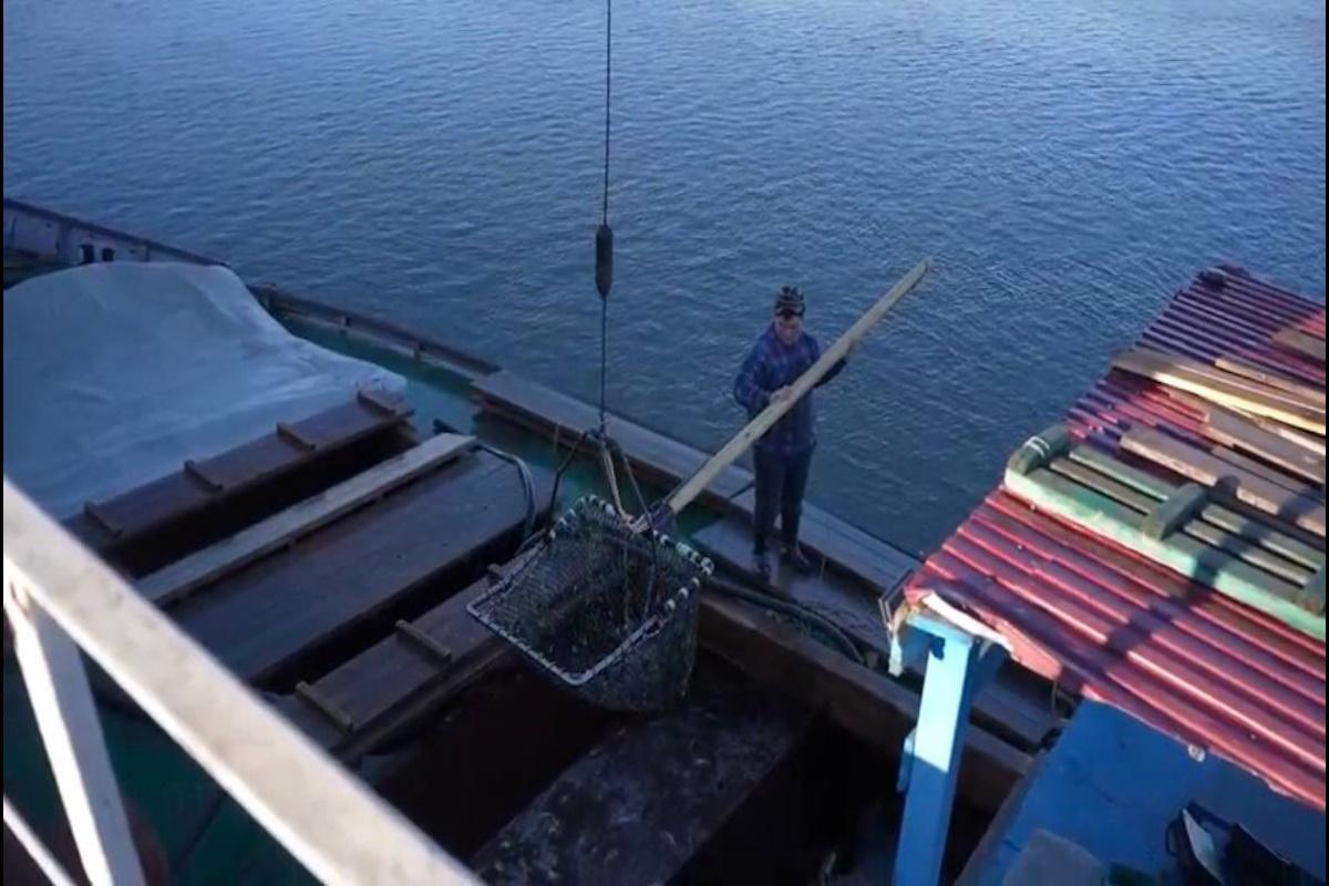 Ограничения на добычу воблы в акватории Астраханской области решено продлить