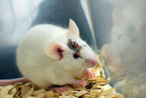 Эксперимент с геном GLI3 раскрыл древние черты в развитии костей