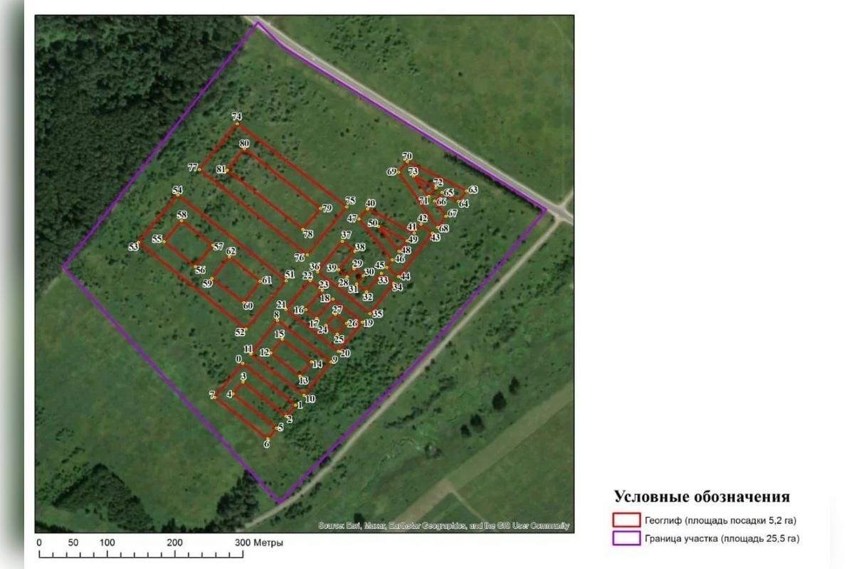 Во Владимирской области к 80-летию Победы высадят огромную надпись из деревьев
