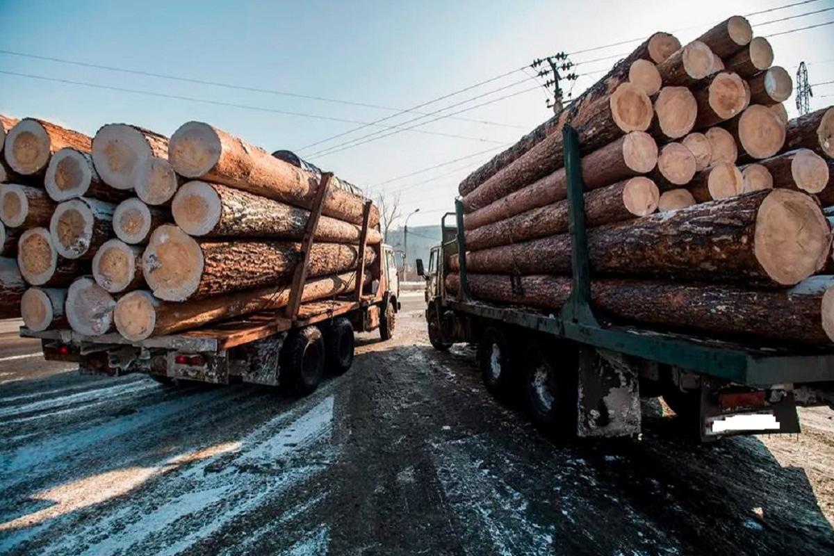 В Приморье возбуждено уголовное дело о контрабанде леса на сумму 71 млн рублей