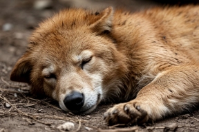 Ростовский приют-живодерня: владелица задержана после попытки поджога