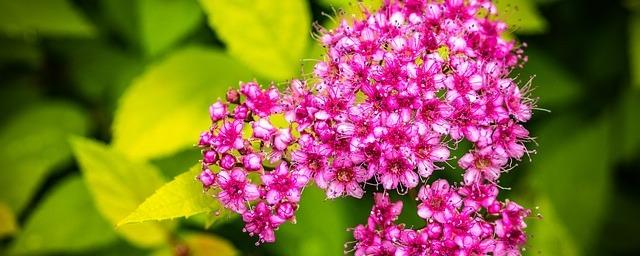 В мае в Сыктывкаре приступят к оформлению 34 цветников и клумб и высадке 100 новых деревьев