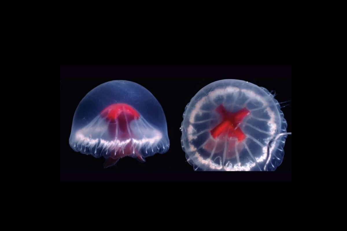 Токийские биологи открыли новый вид медузы с крестом на теле