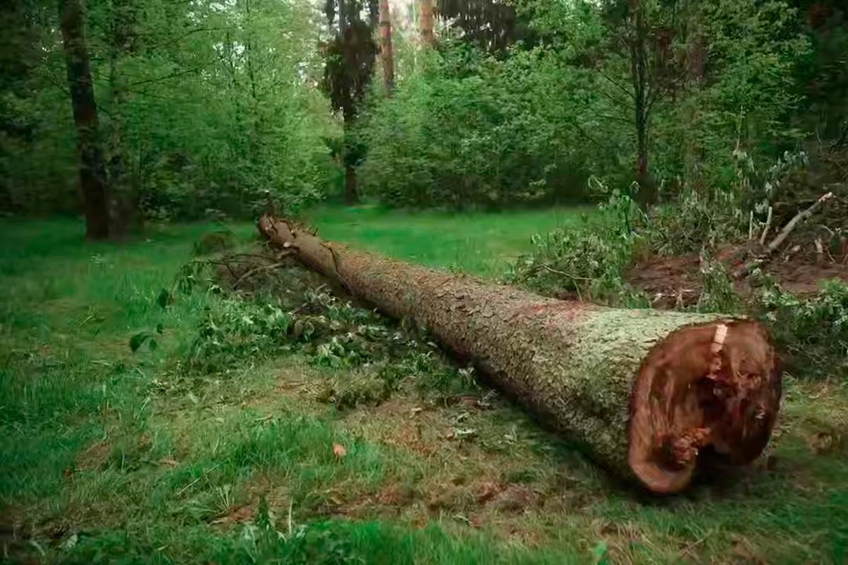 В Орехово-Зуеве при благоустройстве Парковского лесопарка высадят свыше 580 новых деревьев