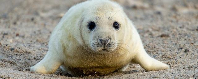 В Ирландии после селфи с туристами погиб детеныш тюленя