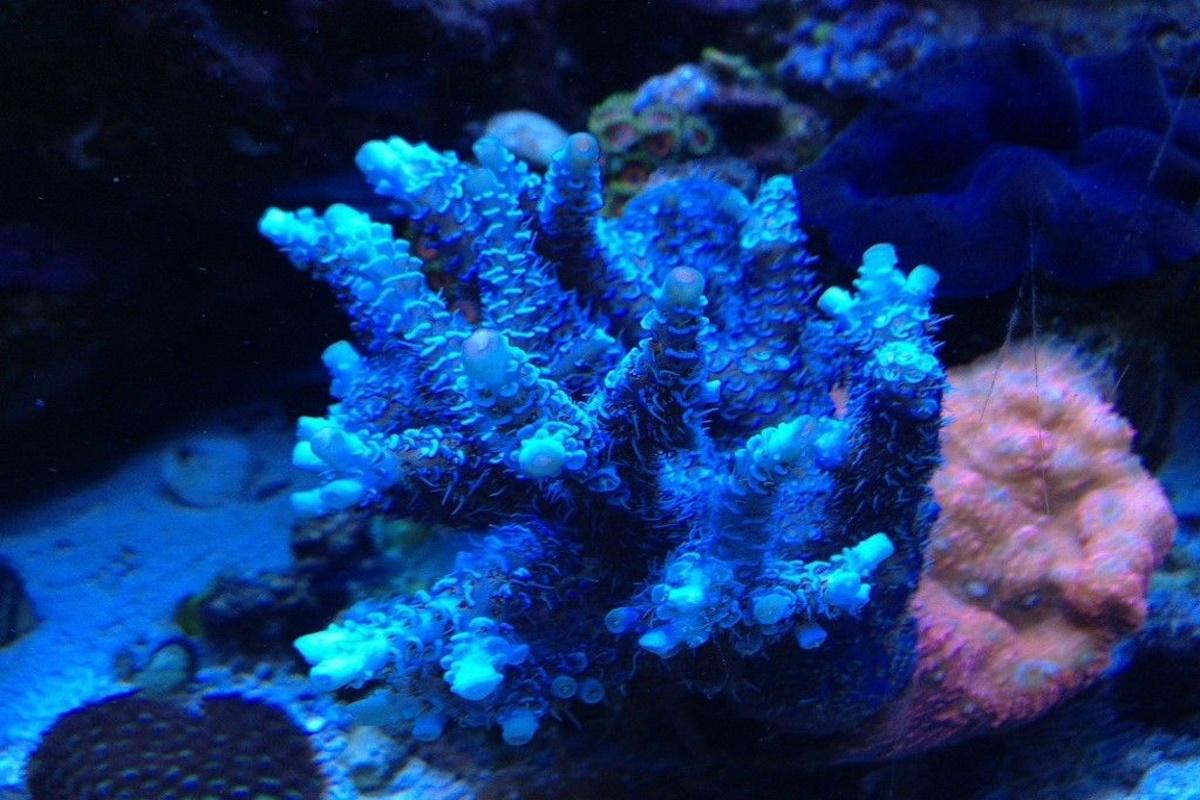 В аэропорту Толмачево у пассажира рейса Бангкок – Новосибирск изъяли редкий голубой коралл