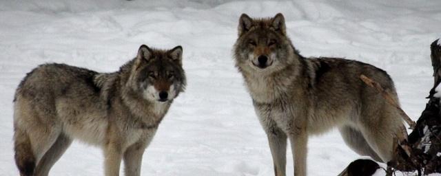В пригороде Норильска все чаще видят диких волков