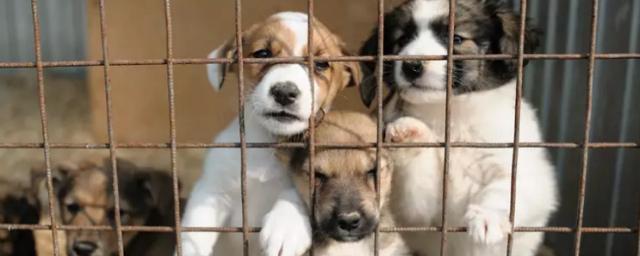 Во Владикавказе построят новый питомник на 350 собак