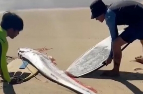 На Филиппинах выбросило на берег редкую рыбу предвестницу катастроф
