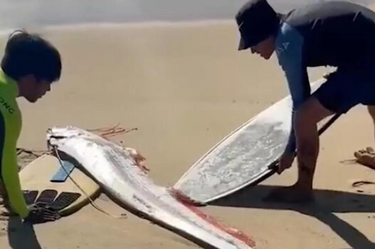 На Филиппинах выбросило на берег редкую рыбу предвестницу катастроф