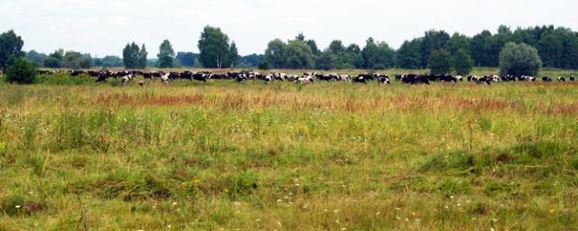 В Суздальском районе выявлено свыше 500 га «ничейных» земель