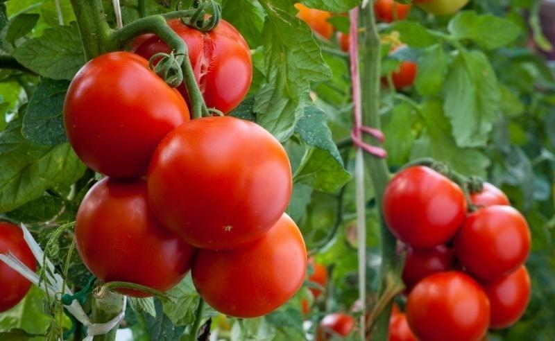 Минсельхоз: Турецкие помидоры могут вернуться в РФ не раньше зимы