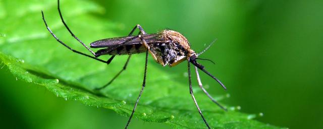Ученые выяснили, кто больше всего подвержен атакам комаров